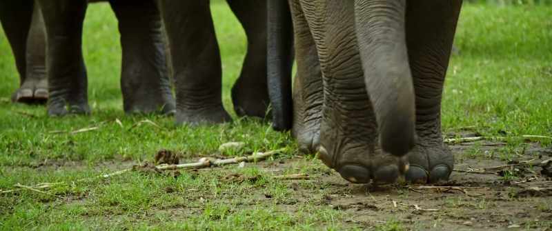 These elephants can't be released into the wild