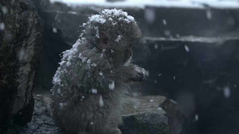 These experiments permit us to glimpse in non-humans a