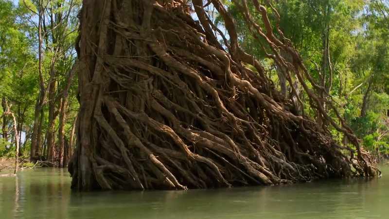 These exposed roots are evidence