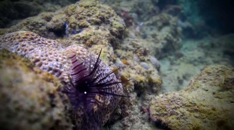 These fish also possess 18 venomous spines