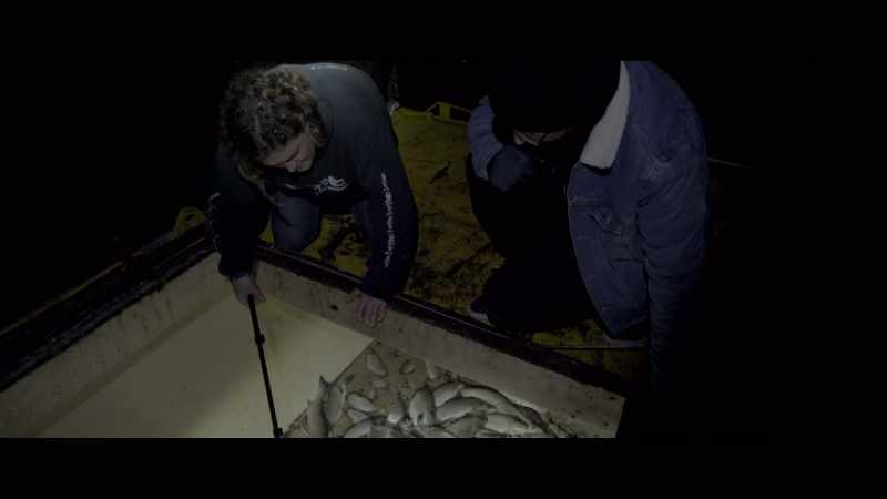 These fish are dying from anemia