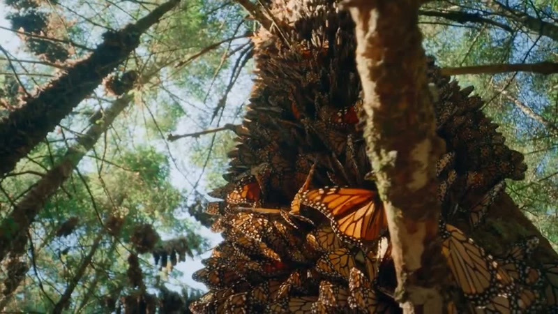 'These forests are filled with monarchs every year