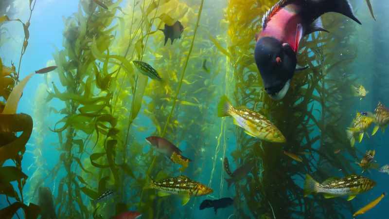 These giant algae support a vibrant community