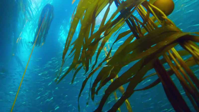 these green seas