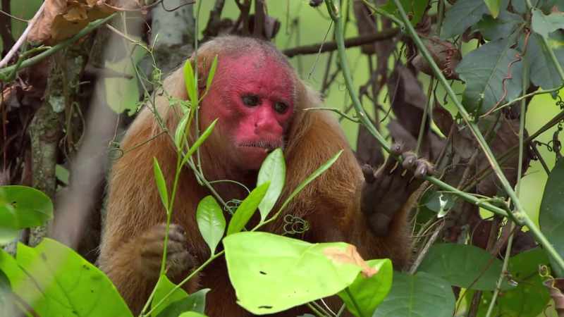 These hairy-bodied yet bald-headed monkeys