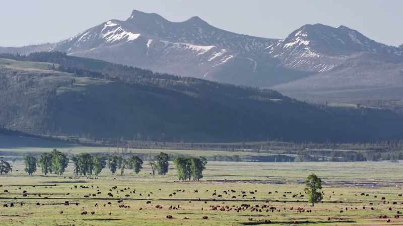 These herds once became so numerous