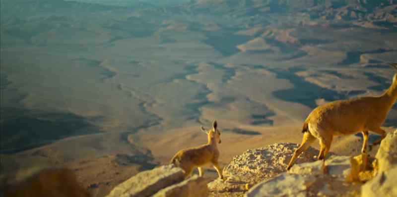 These ibex are heading up... and out
