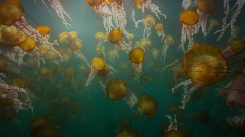 These immense swarms are becoming increasingly common