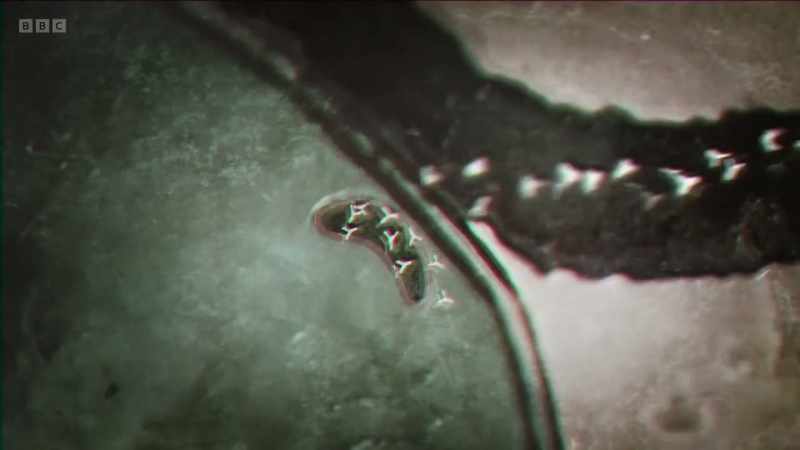 These latch on to the invading pathogen, effectively smothering