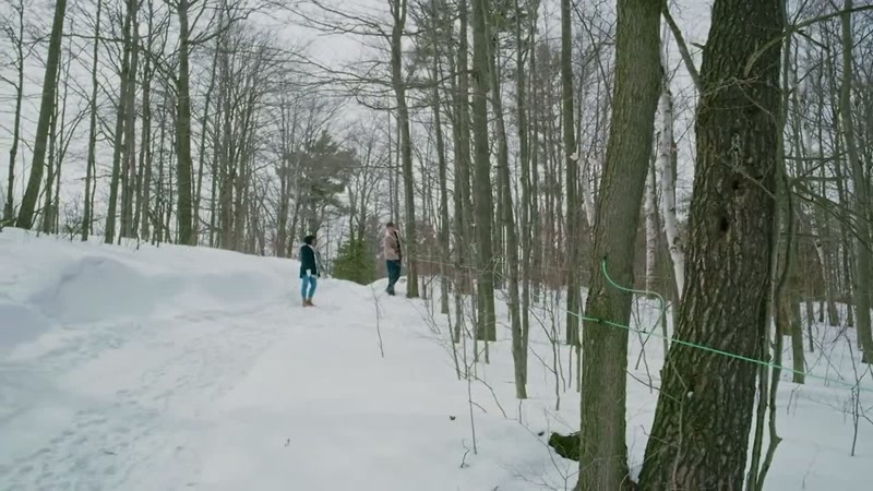 These lines carry sap from the trees