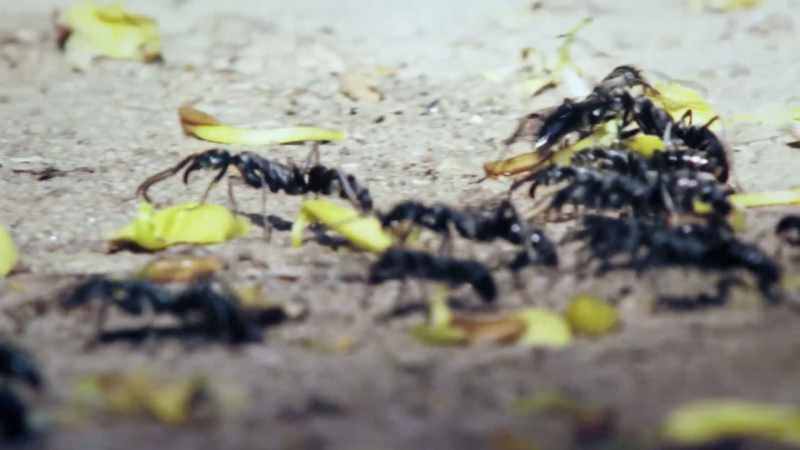 These little bros turn around and book it back to their nest