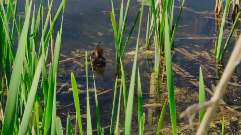 These little ducklings face many challenges ahead