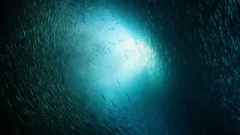 These little fish are so abundant