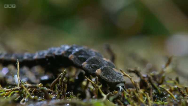 These little insects might be slow