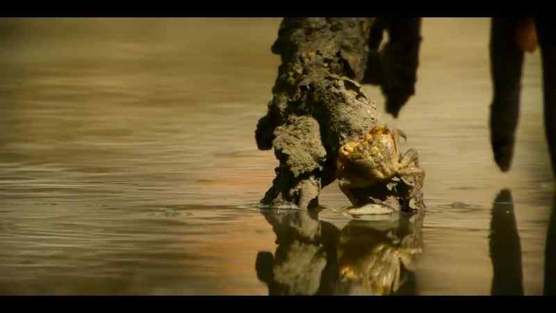 These mangrove crabs must reverse into the seawater to refresh their gills
