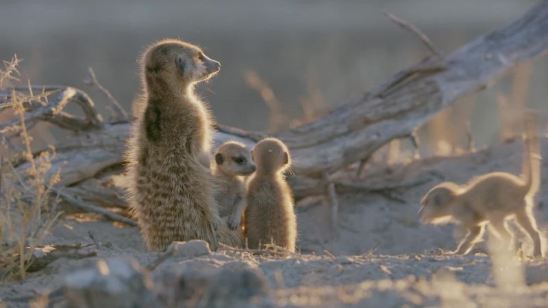 These meerkat pups are just five weeks old