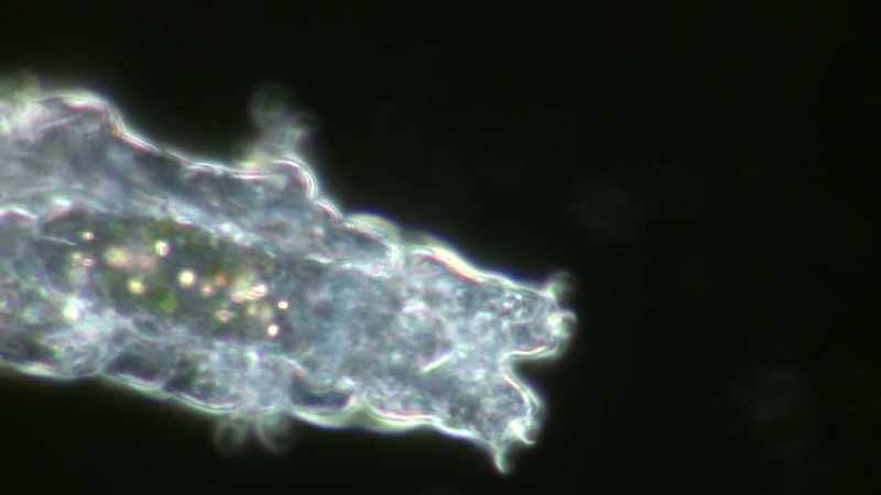 THESE MICROSCOPIC ANIMALS ARE THOUGHT TO BE