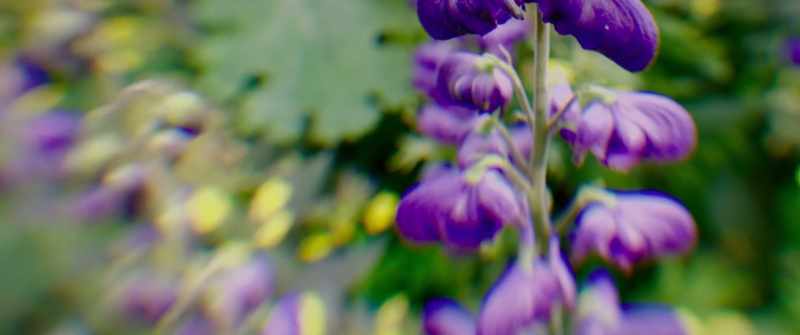 These monkshood, so beautiful and poisonous