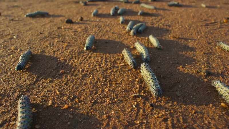 These mopane worms