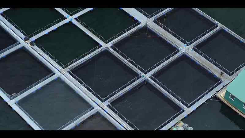These nets contain 14 million young salmon