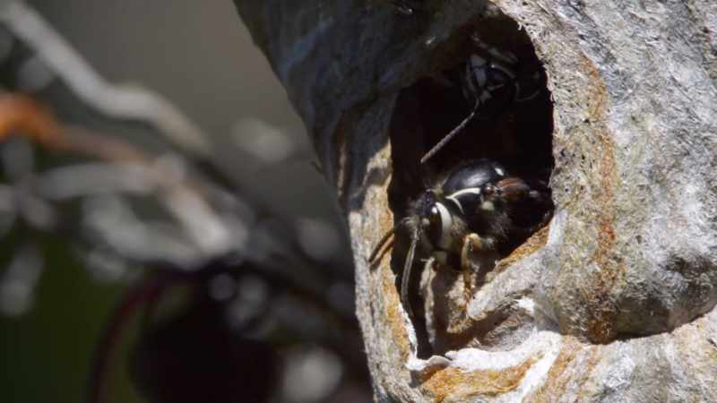 These next critters are worldwide prizefighters