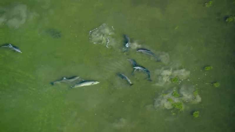 These particular dolphins
