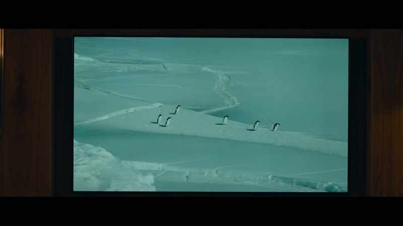 These penguins are heading