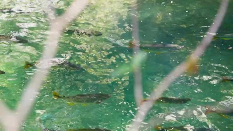 These Piraputanga are migratory