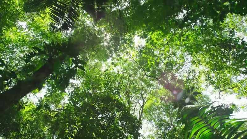 These precious, energy-packed leaves attract predators
