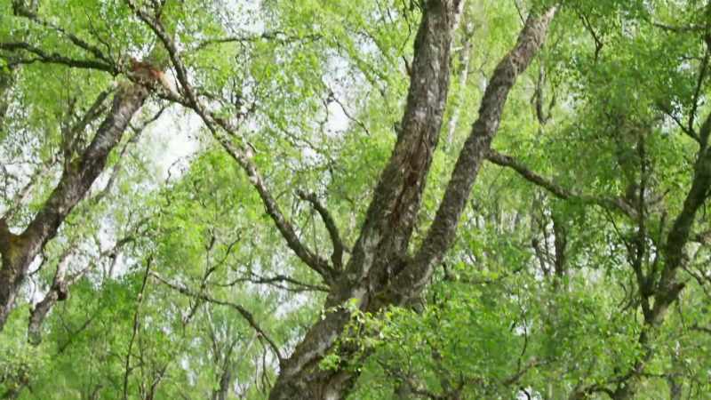 These quick-growing trees stand between the pines