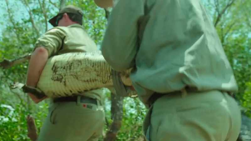 These reptiles have maintained their intimidating size