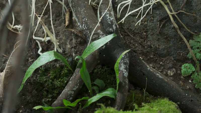 These roots can grow up to 2.5cm a day