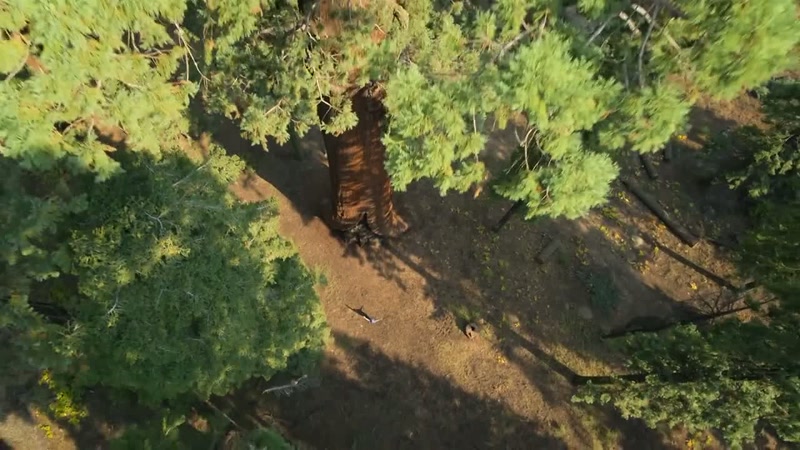 These sequoias, or giant redwoods
