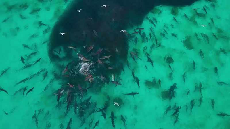 These shallow seas are exceptionally rich in sharks