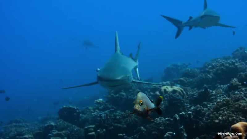 These sharks prefer to hunt in darkness