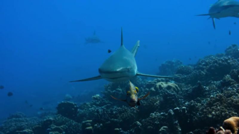 These sharks prefer to hunt in darkness