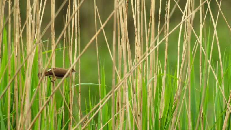 These small, delicate birds have their work cut out