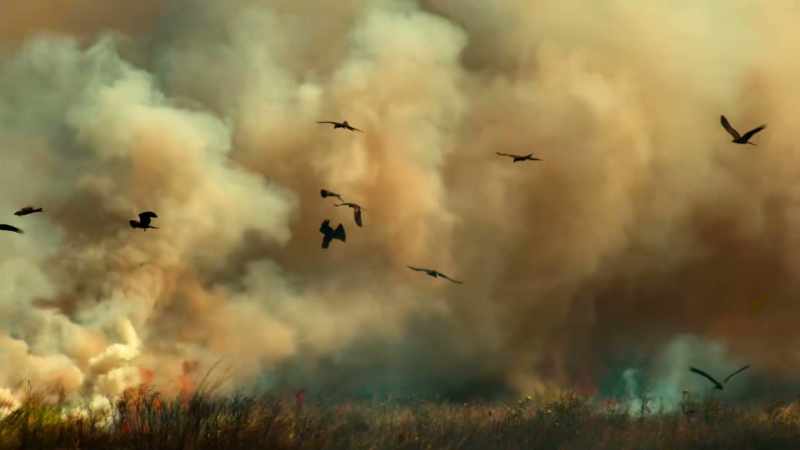 These so-called firehawks are here to feed off the panic