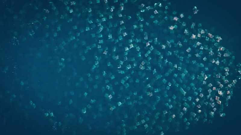 These spectacular aggregations