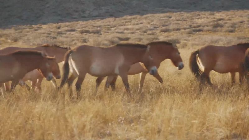 These spirits move together as a herd