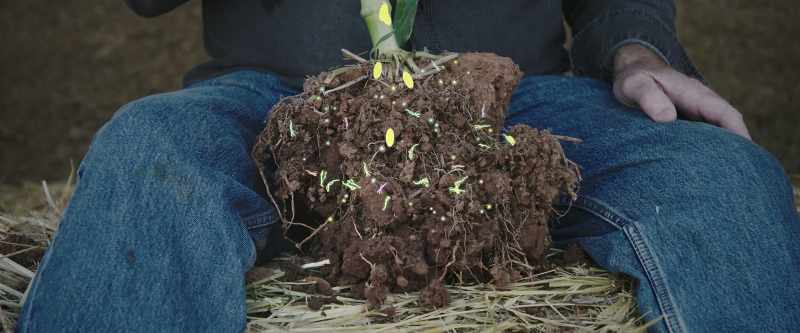 These sugars feed soil microbes