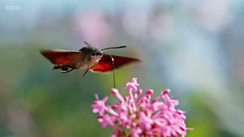 These summer visitors can beat their wings 85 times a second