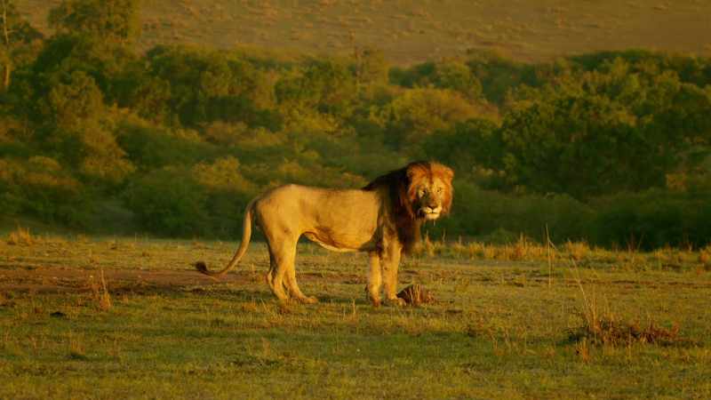 These were the lions who killed her mother