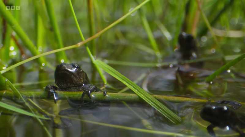 These tiny toadlets are now ready for their next stage