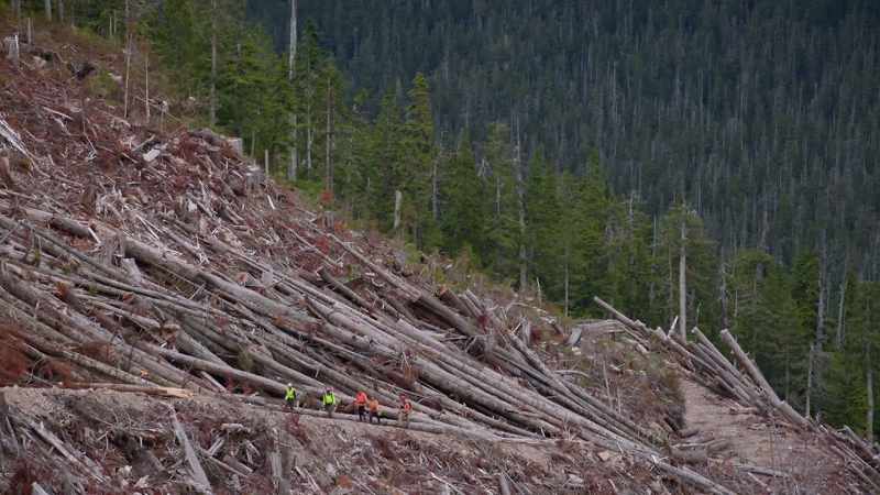 These trees are-are beautiful timber