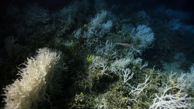 These underwater forests