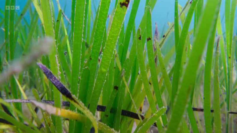 These underwater meadows are safe havens