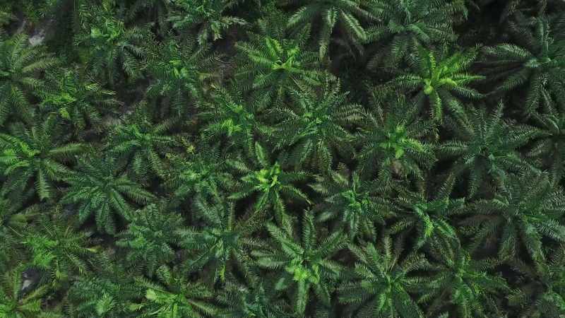 These uniform plantations can't support life in the same way