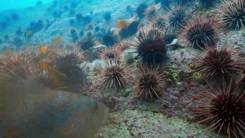 These urchin armies