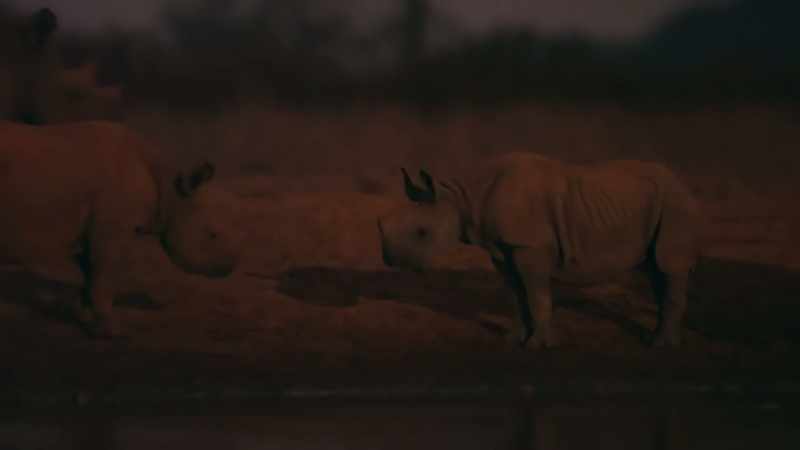These usually solitary creatures come to drink and socialize